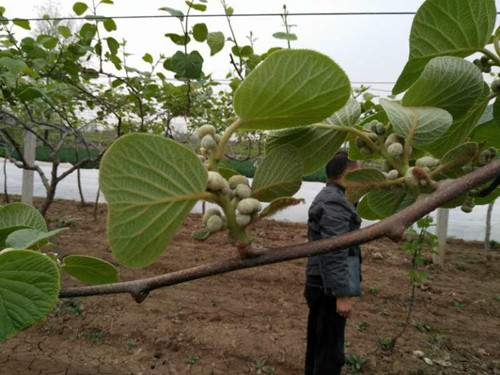 翠姆,微生物菌肥,氮肥