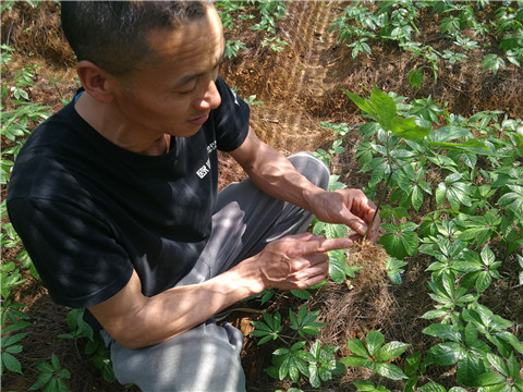 微生物菌劑，翠姆，拉姆拉