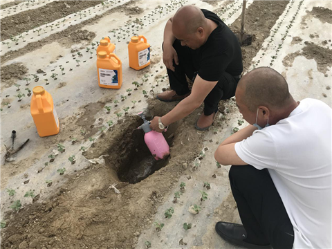 棉花，水溶肥，拉姆拉，翠姆