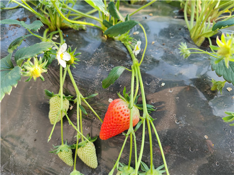 微生物菌劑，拉姆拉，翠姆