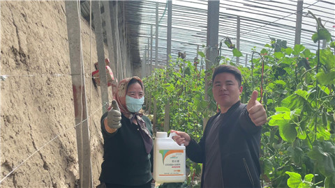 水溶肥品牌,羊角蜜種植,伯示麥水溶肥