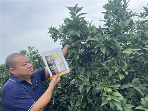 愛媛種植,水溶肥,伯示麥水溶肥