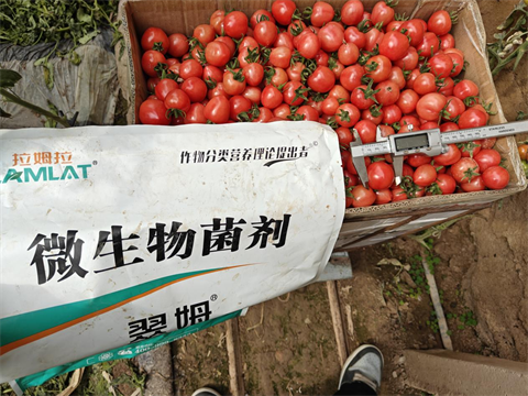 進(jìn)口水溶肥,圣女果種植,翠姆微生物菌劑