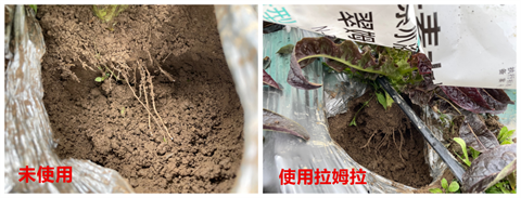 進口水溶肥,萵筍種植,拉姆拉